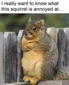 Stupid Bar Memes 83a95144ce860419