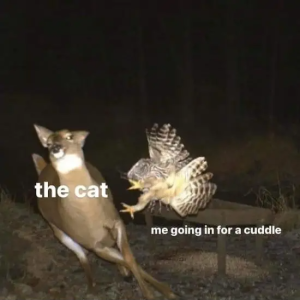 Stupid Bar Memes RIdvI1z
