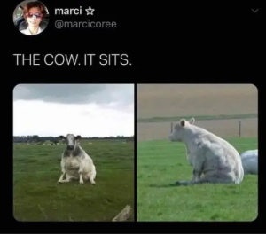 Stupid Bar Memes gLP73E0