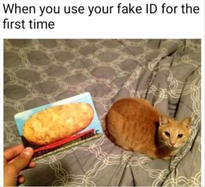 Stupid Bar Memes youresthescat
