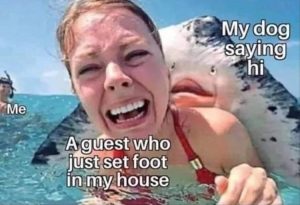 Stupid Bar Memes youreswantingsdogss1