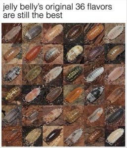 Stupid Bar Memes youreswantingsjellysbellies