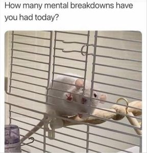 Stupid Bar Memes youreswantingsmice