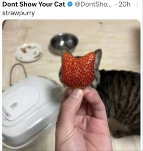 Stupid Bar Memes youreswantingsthescat