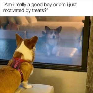 Stupid Bar Memes youreswantingsthesdogss1