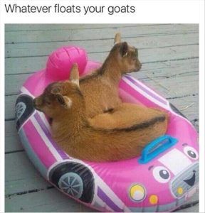 Stupid Bar Memes youresweirdsgoats