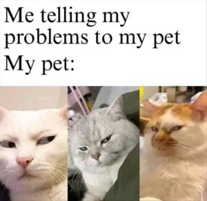 Stupid Bar Memes zsasfunnys11