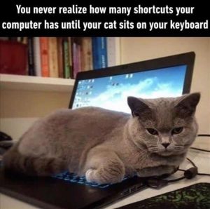 Stupid Bar Memes zsasfunnys206