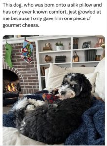Stupid Bar Memes zsfuns175