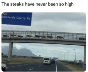 Stupid Bar Memes zsfuns17s3
