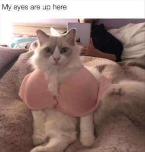 Stupid Bar Memes zsfuns44s1