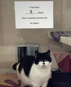 Stupid Bar Memes zsfuns75