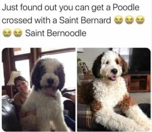Stupid Bar Memes zsmemess253