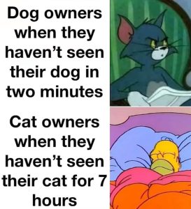 Stupid Bar Memes aqy1yGZs700b