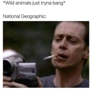 Stupid Bar Memes dC1YjJZ