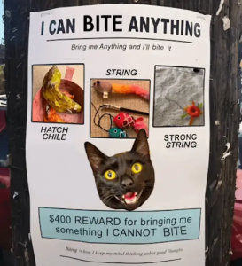 Stupid Bar Memes iscanvmd1