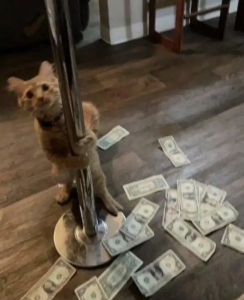 Stupid Bar Memes podborkaspr8488