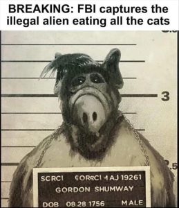 Stupid Bar Memes youreslikingscats