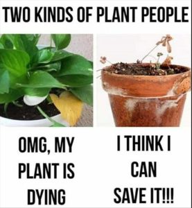 Stupid Bar Memes youresseeingsplants