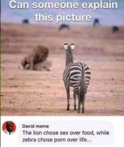 Stupid Bar Memes zebraslionssexplainssexsoversfoo