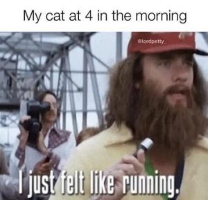 Stupid Bar Memes 3W3NwDh