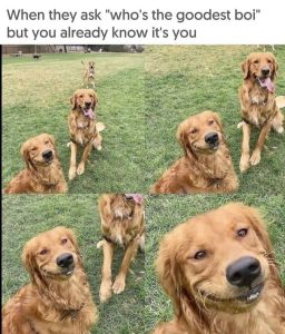 Stupid Bar Memes aVvYLEds700b