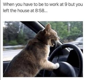 Stupid Bar Memes catslatesforsworksdrivings9am