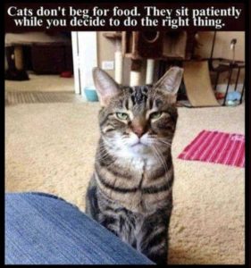 Stupid Bar Memes catssdontsbegsforsfoodssitspatie