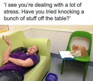 Stupid Bar Memes catstesyoustriedskno