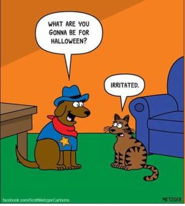 Stupid Bar Memes dogscatswhatstosbeshalloweenscos