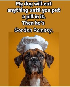 Stupid Bar Memes dogseatsanythingsuntilspillsitsi