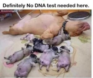 Stupid Bar Memes dogsspitbullsslyingsonsbacksnosd