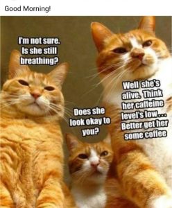Stupid Bar Memes f7dc32d09113ff37