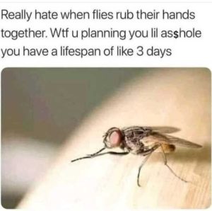 Stupid Bar Memes fliessrubbingshandsstogetherslif