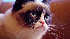 Stupid Bar Memes tumblrsmmrfa79Cqx1spef9wo1s500