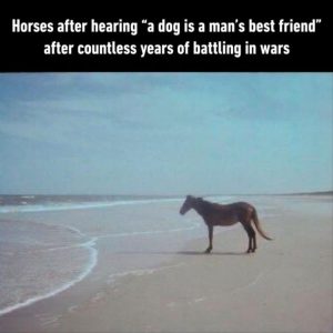 Stupid Bar Memes youresweirdshorse