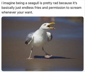 Stupid Bar Memes zsas1