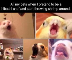 Stupid Bar Memes zsmemes294