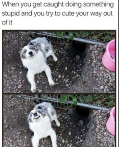 Stupid Bar Memes 3a50271b0e60225c