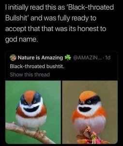 Stupid Bar Memes 6731ce512bb95