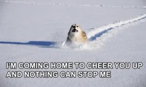 Stupid Bar Memes DogscheersyousupsMeme