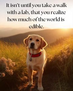 Stupid Bar Memes bsdogshowsmuch