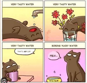 Stupid Bar Memes erscupsnotswater
