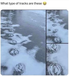 Stupid Bar Memes ginastracks