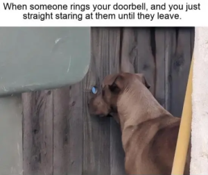 Stupid Bar Memes m2J9K4k