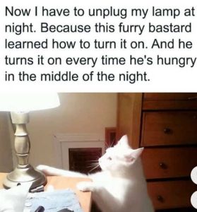 Stupid Bar Memes rnssoutslampscat