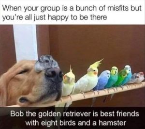 Stupid Bar Memes youresweirdsbirds