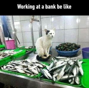 Stupid Bar Memes zsfuns8s6