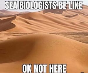 Stupid Bar Memes 161224ssers82s618x515