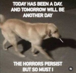 Stupid Bar Memes 181224ssers30s618x595